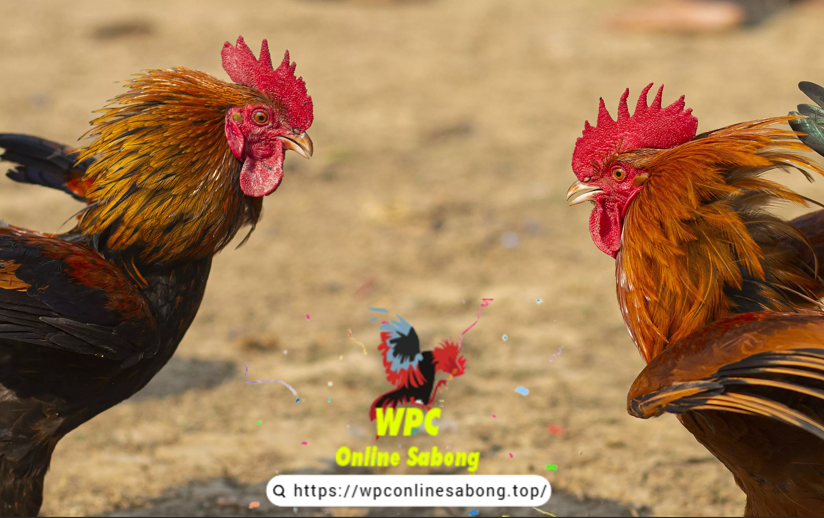 Betting Without Guesswork in Online Casino Sabong: Smart Strategies for WPC Online Sabong